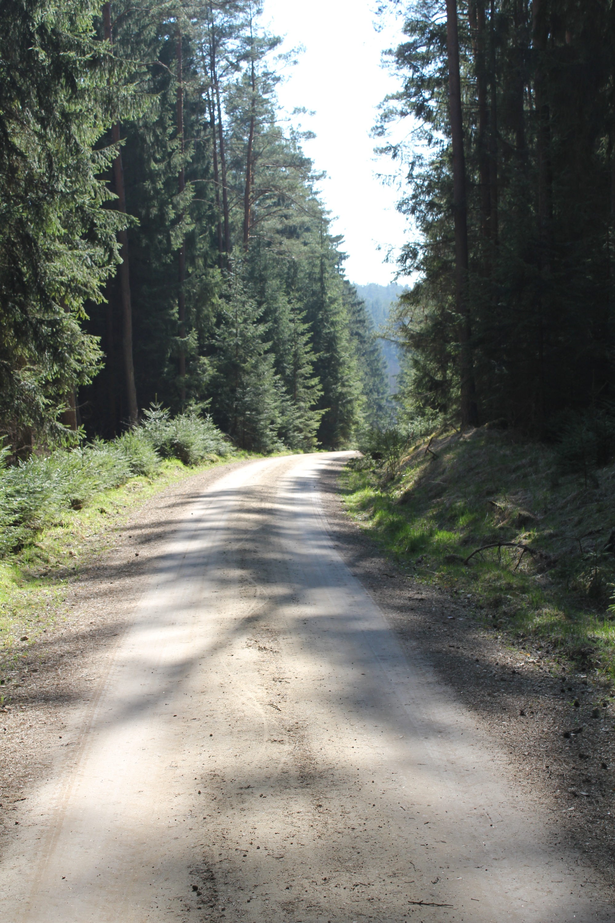 Waldweg